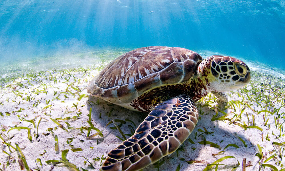 Sea turtle seen while scuba diving at Hol Chan Marine Reserve. Ambergris caye, Belize, Central America.